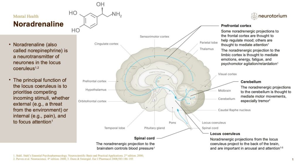 Mental Health - Fundamentals of Neurobiology - slide 17